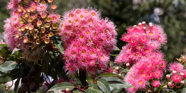 Corymbia ficifolia, Wholesale Nursery - Nurseries in Melbourne, Sydney &  Brisbane