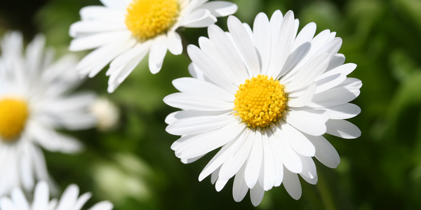 7 Types of Daisies Perfect for Decoration