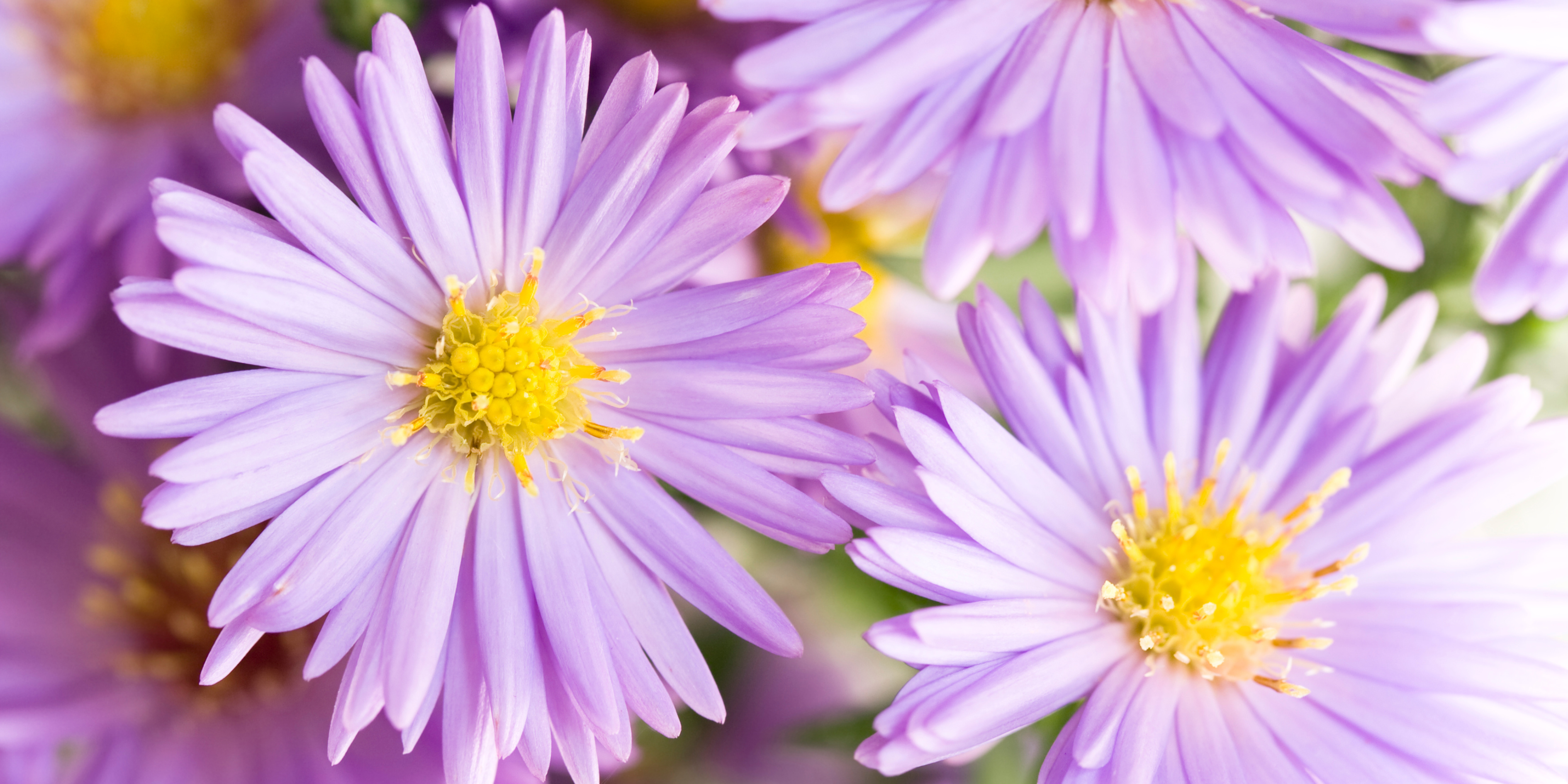 The Aster Flower: Meanings, Images & Insights