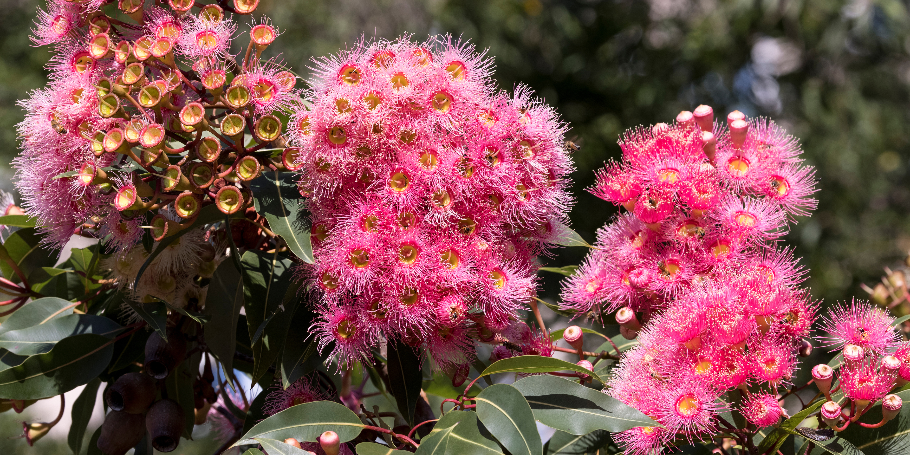 A Quick & Easy Guide to Australian Native Plants
