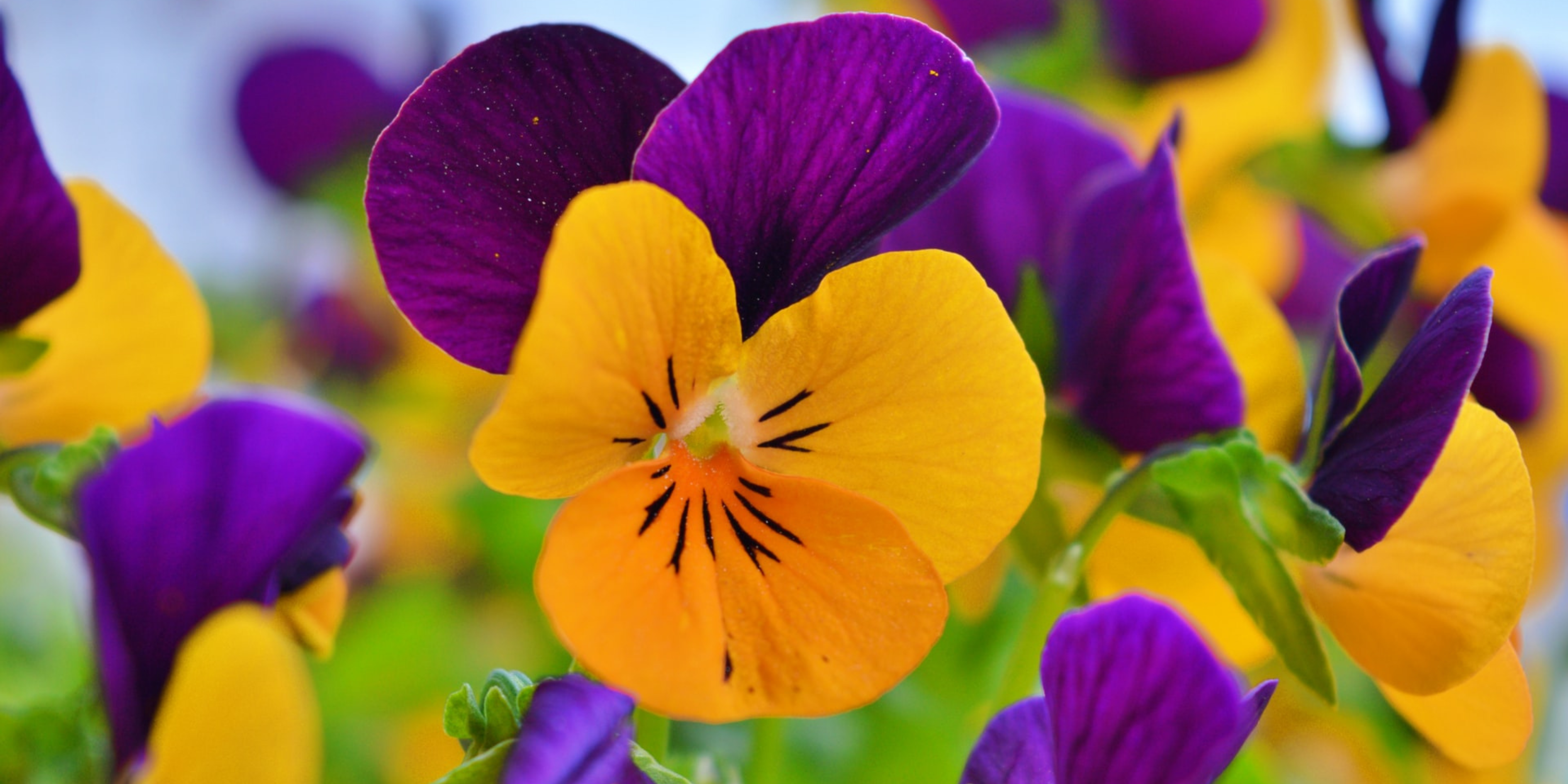 Edible Flowers: A Guide to Flowers You Can Eat