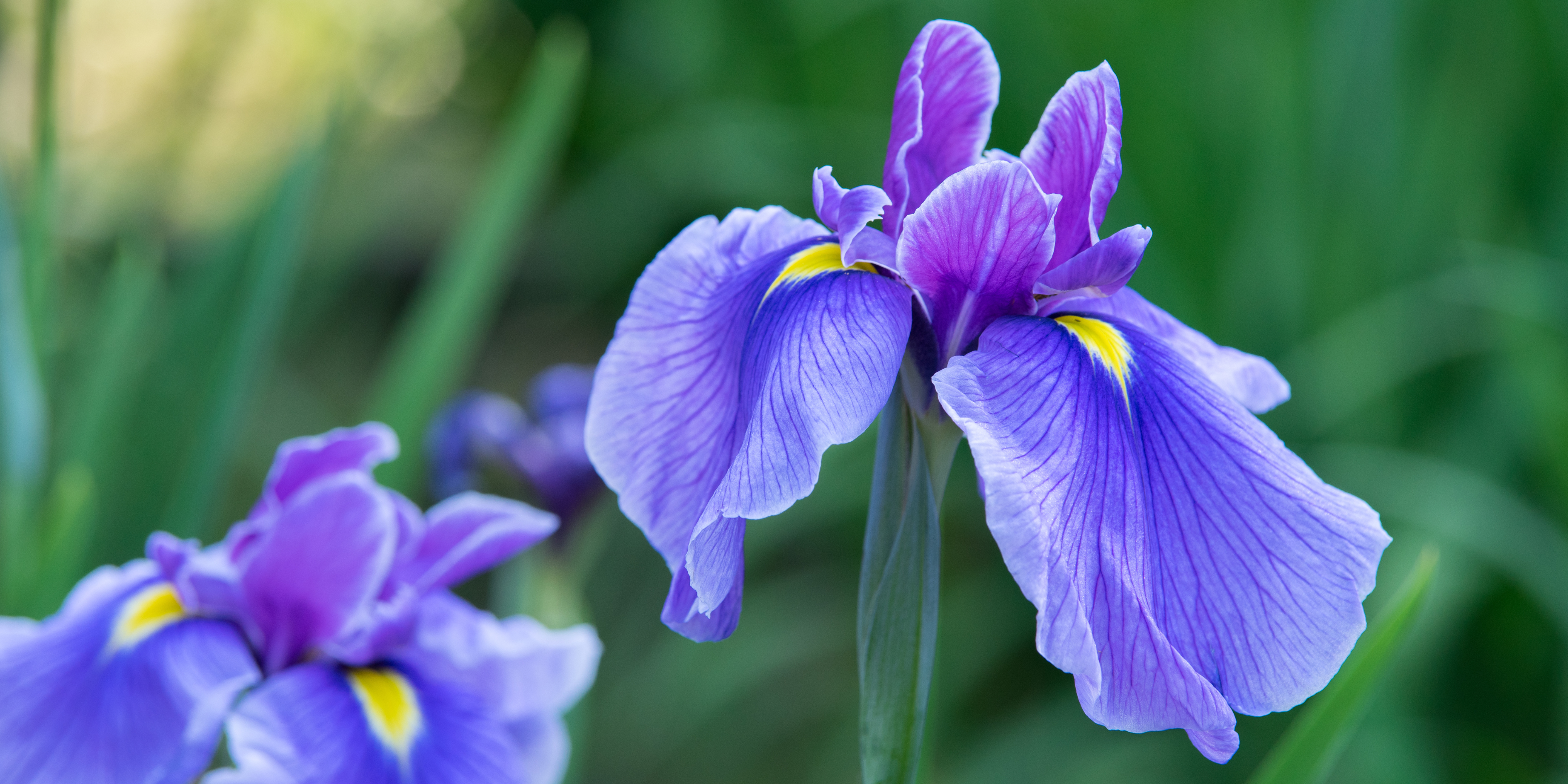 The Iris Flower: Meanings, Images & Insights