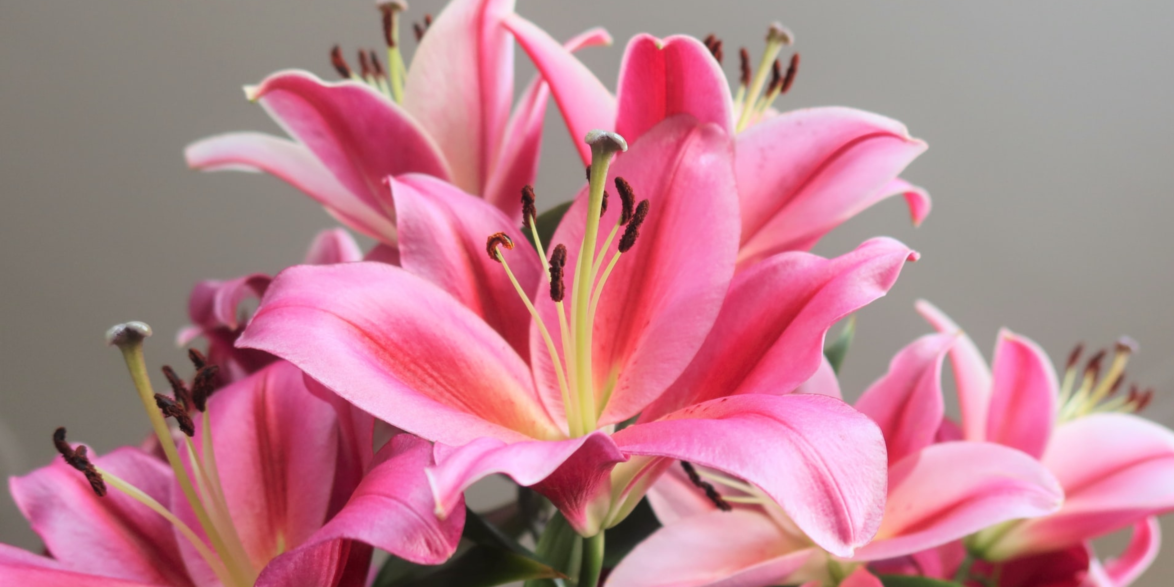 What Do Lilies Represent? Interesting Facts About Lilies