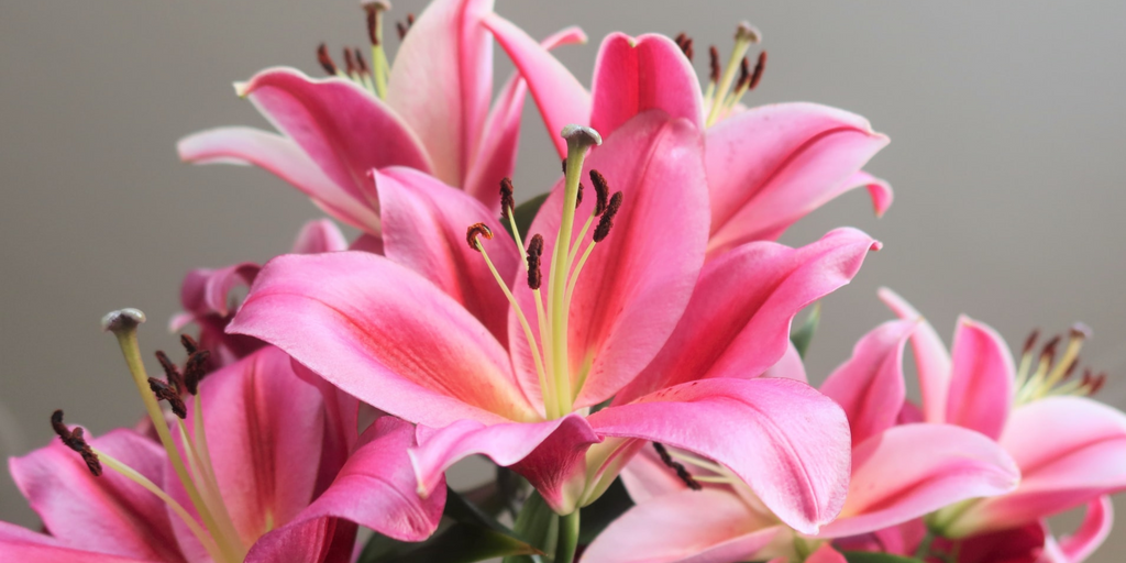 https://www.floraly.com.au/cdn/shop/articles/lilies_blog_hero_1024x1024.png?v=1655372479