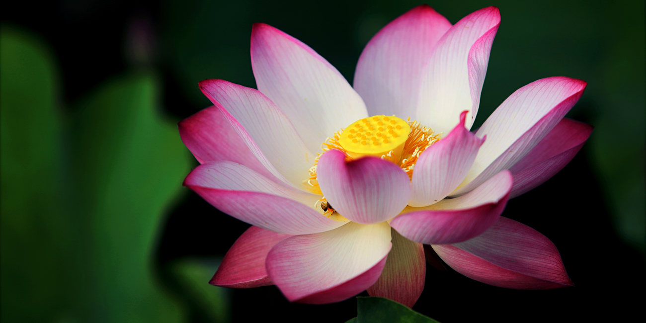 The Lotus Flower: Meanings, Images & Insights | Floraly