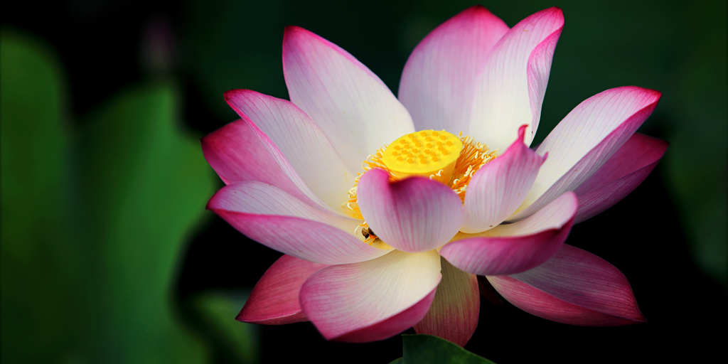 Lotus Flower: Discover the Powerful Meaning, Symbolism, and Proper  Occasions - A-Z Animals