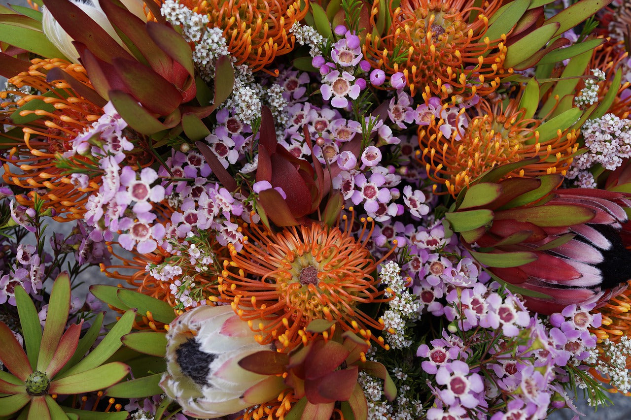 Your Guide to Australian Native Flowers