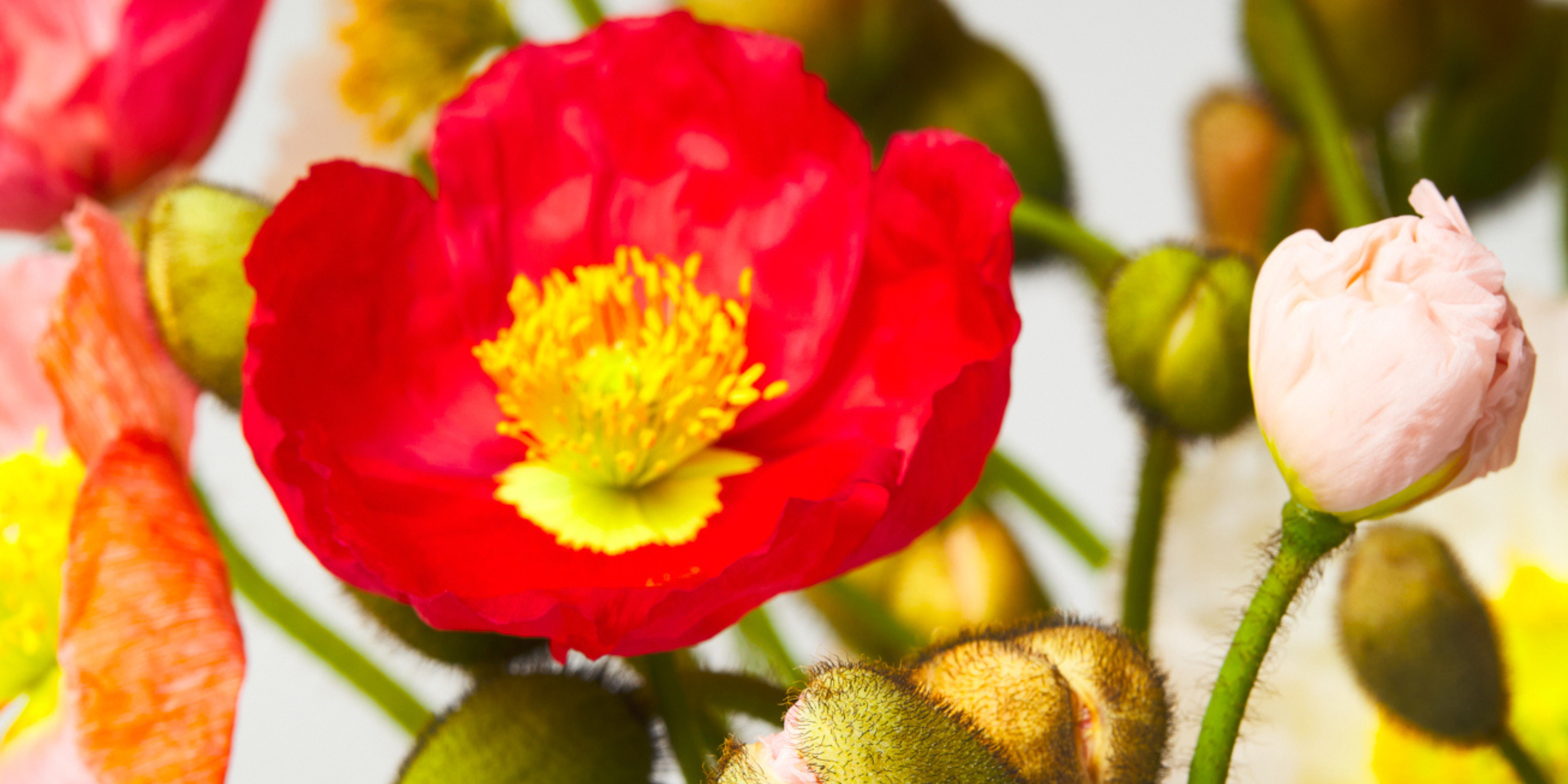 August Birth Flowers & Meanings: Poppies & Gladioli