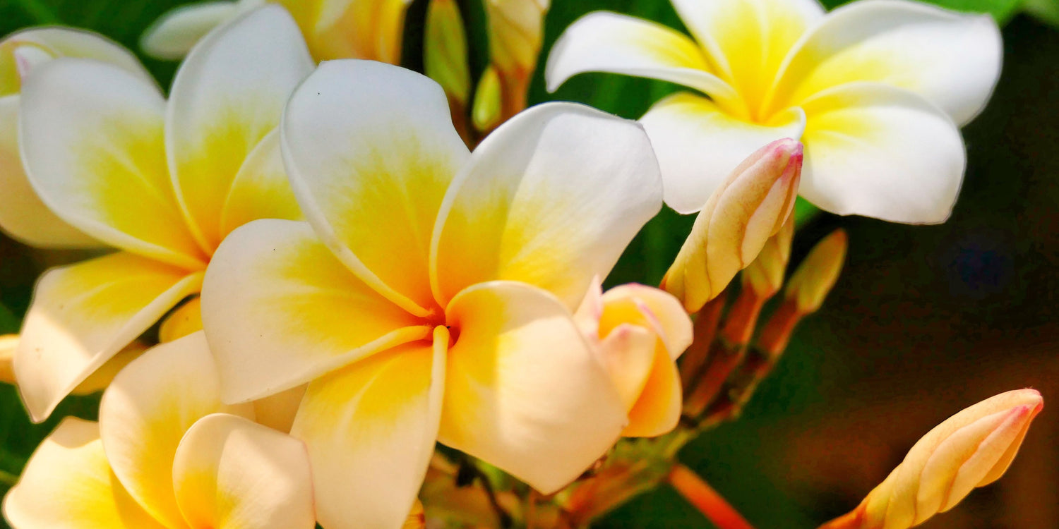 Beautiful summer flowers 