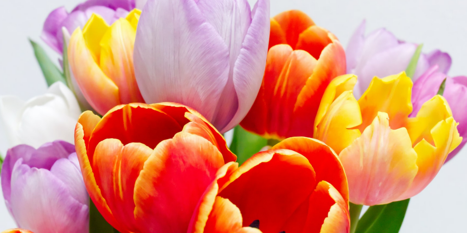 How Long do Tulips Last? A Guide to Tulip Flowers