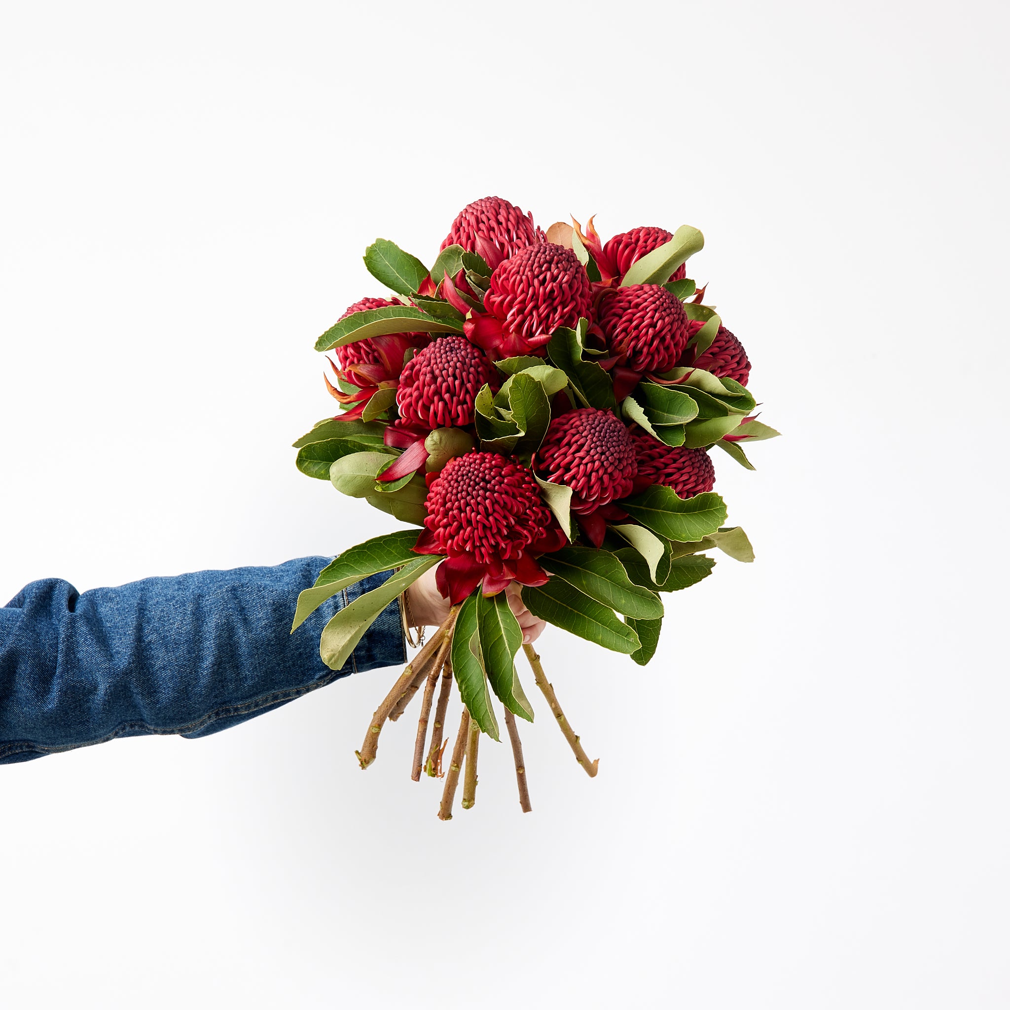 Native Waratahs