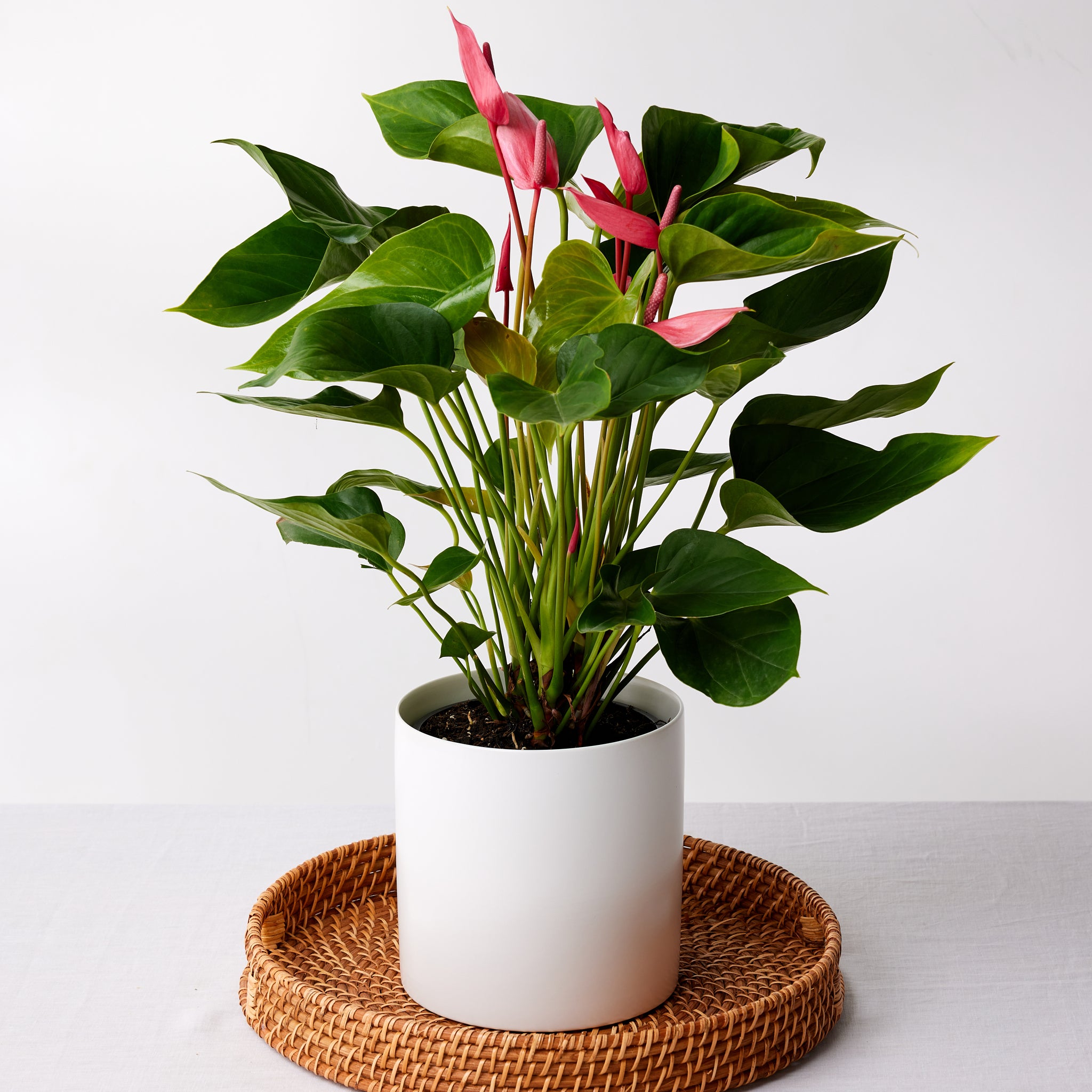 The Anthurium