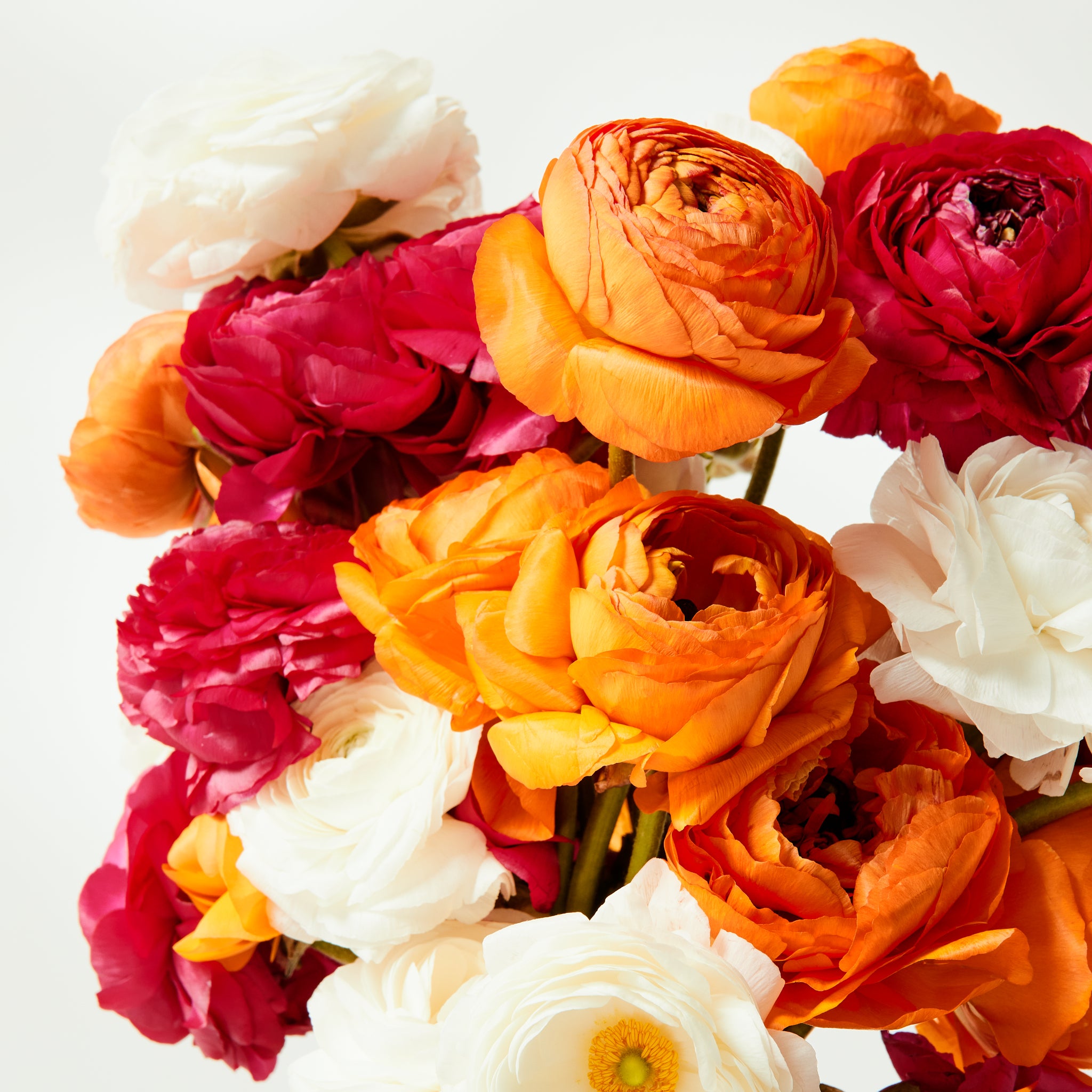 Mixed Ranunculus