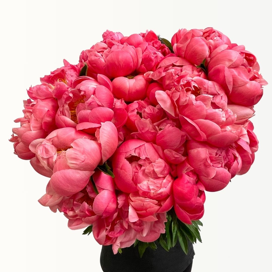 Seasonal Peonies