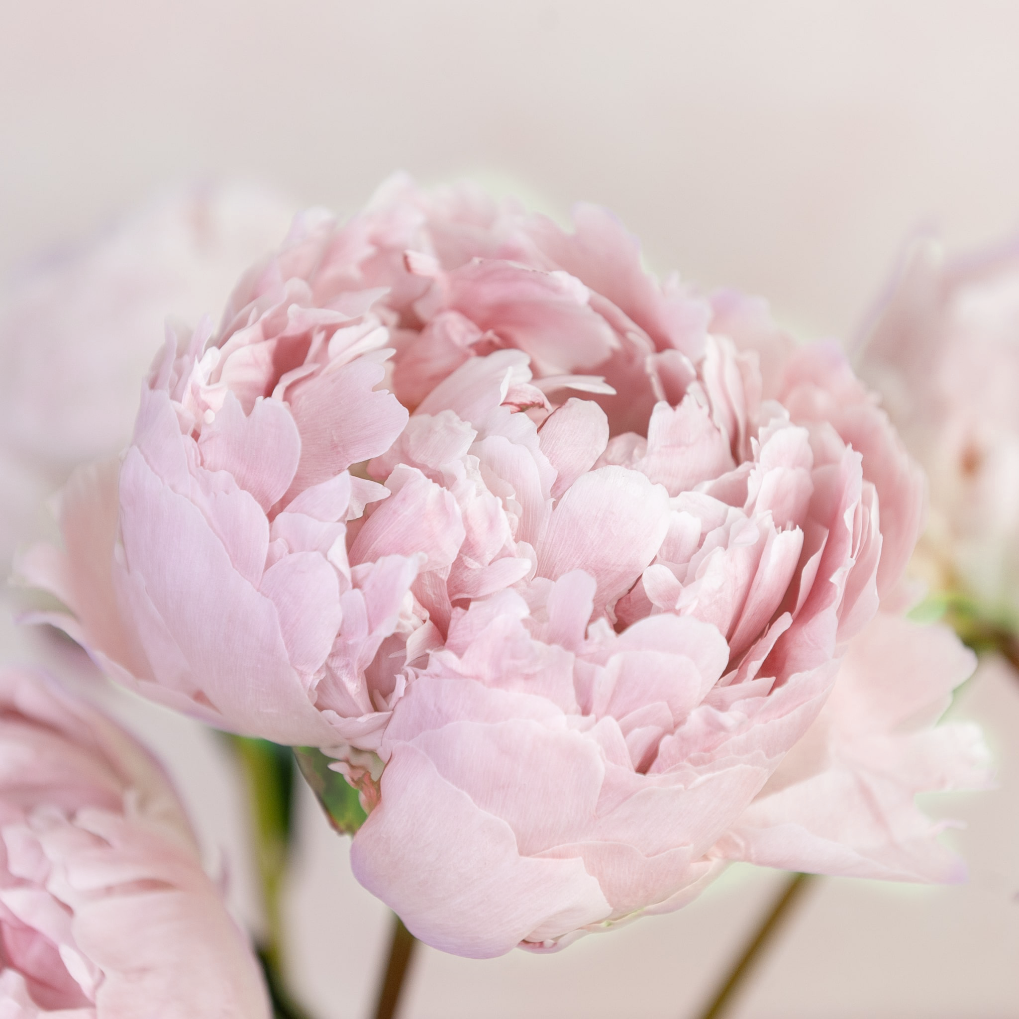 Seasonal Peonies