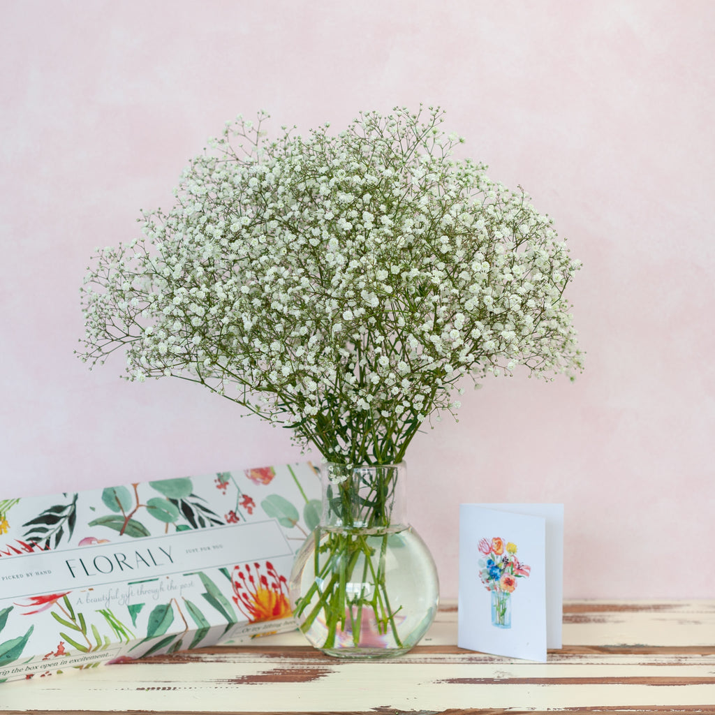 Send Baby's Breath Flowers With a Card, Letterbox Flowers