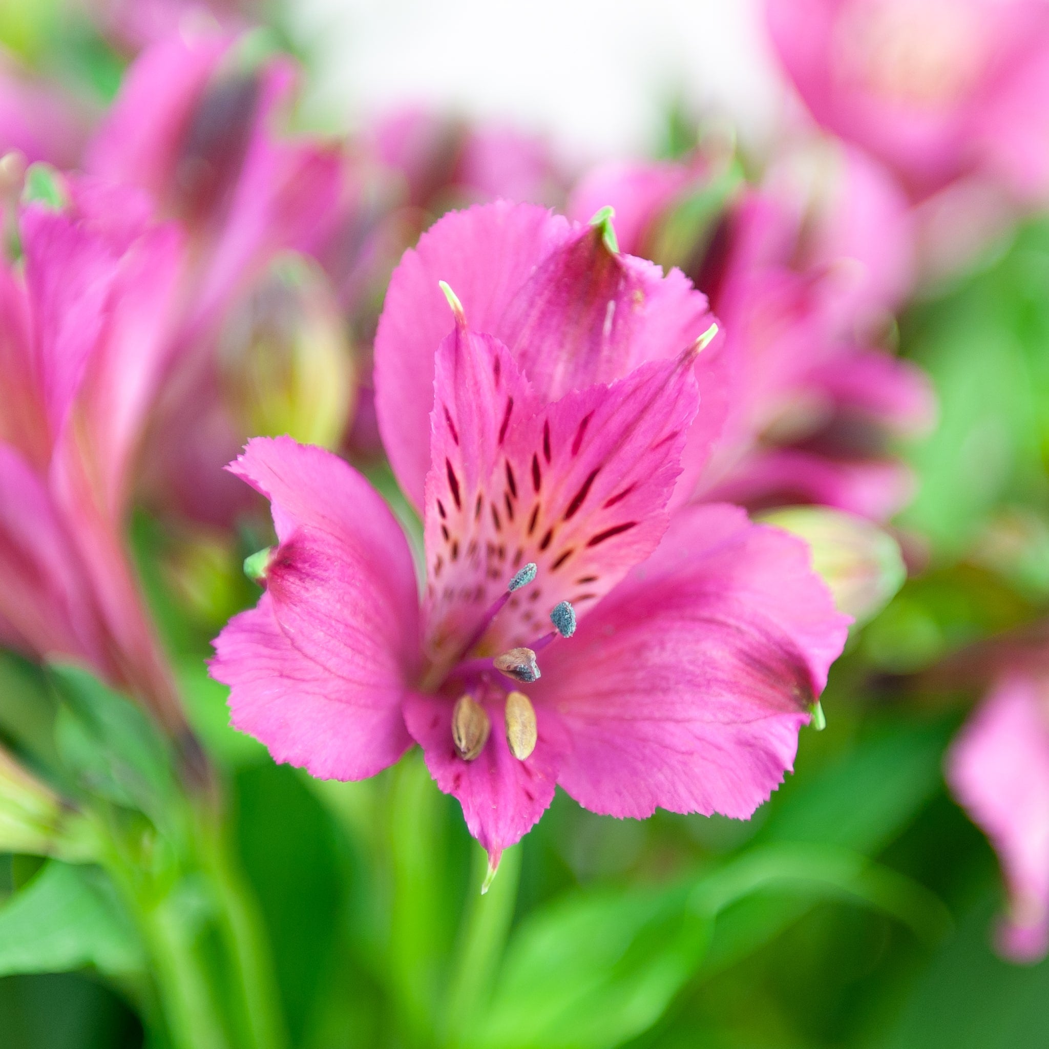 Deluxe Purple Alstromeria - Floraly Australia