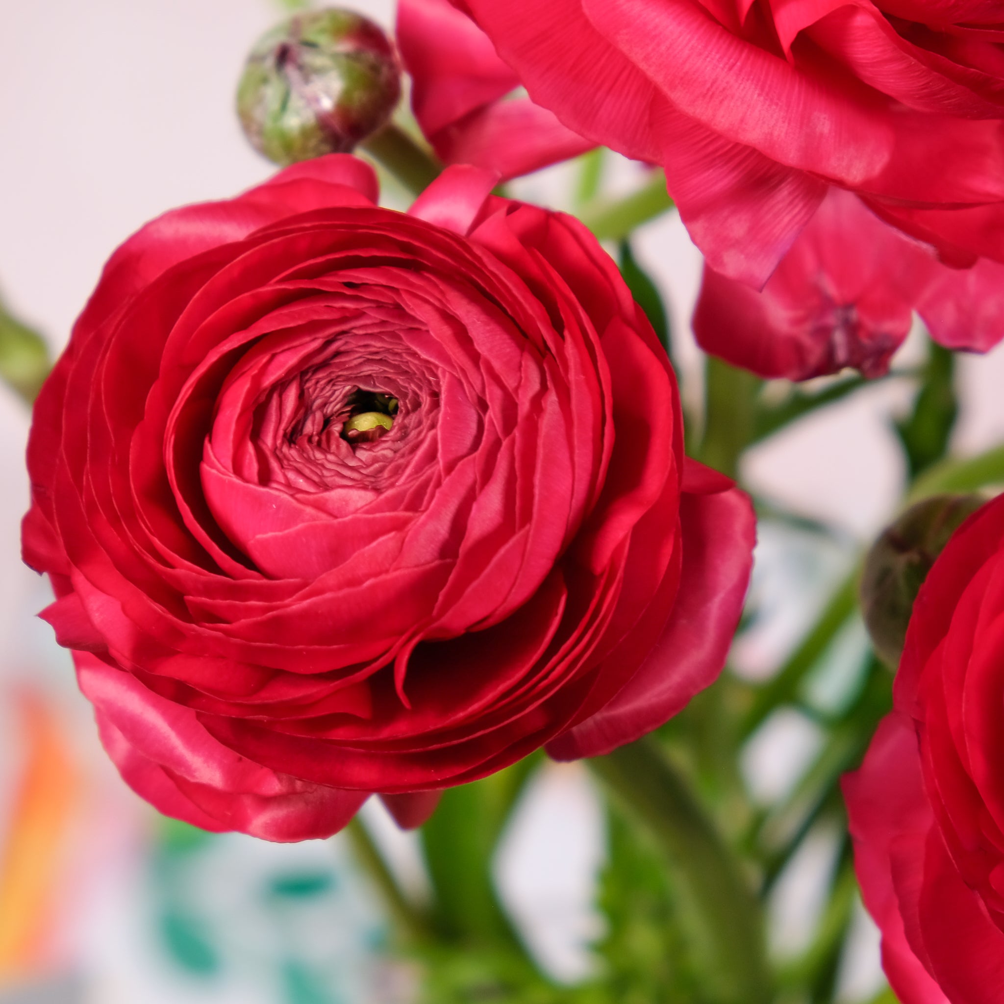 Ranunculus bright Fuchsia