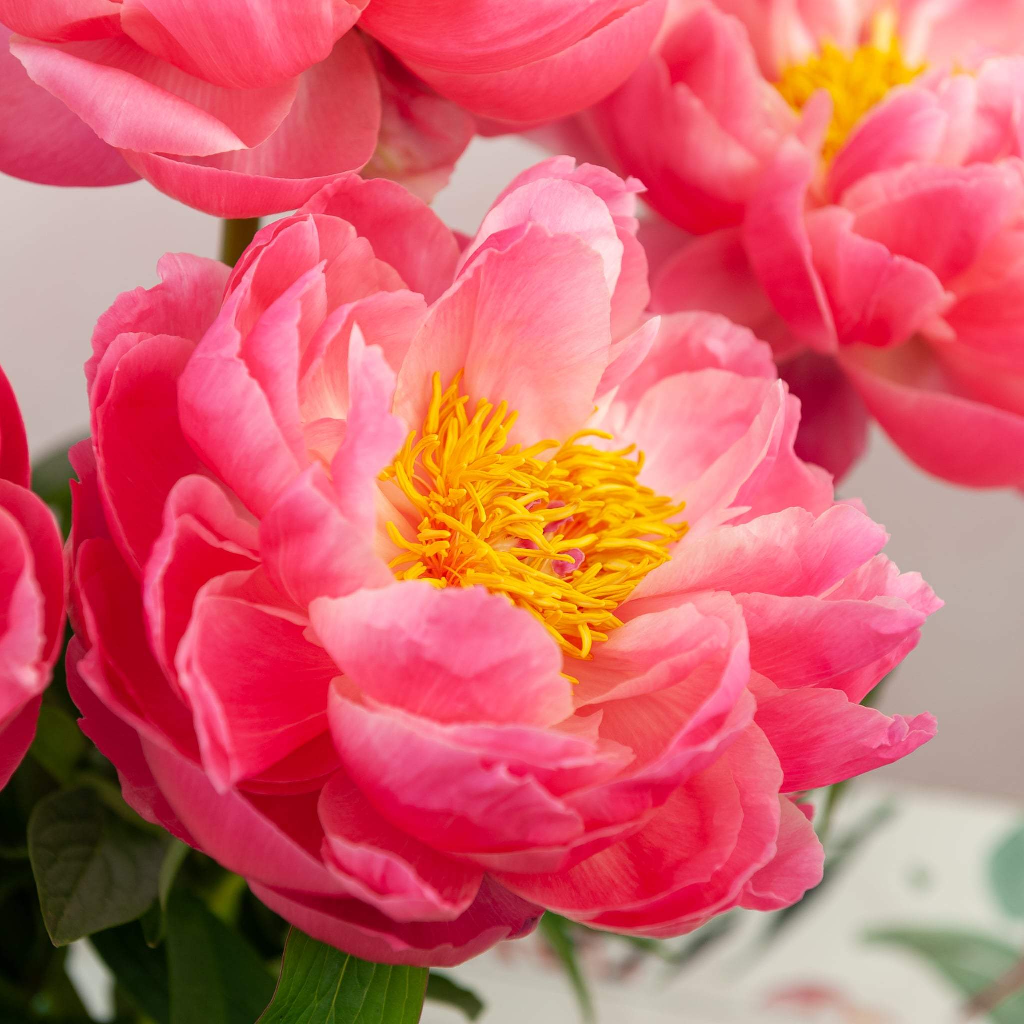 Coral Peonies - Floraly Australia